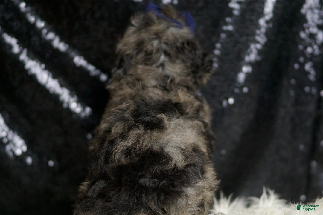 Miniature Poodle dogs for sale: Handsome - Image 12