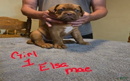 Dogue De Bordeaux dogs for sale: Elsa Mae - Image 1