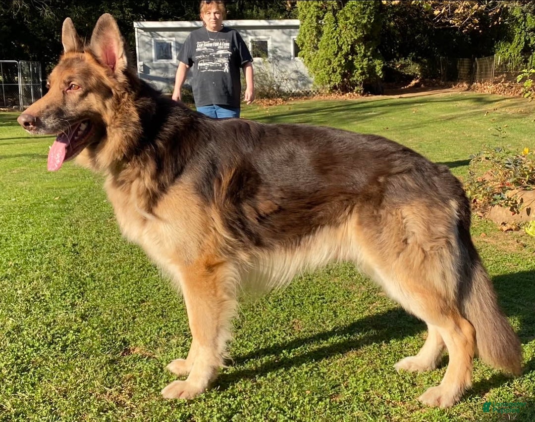 German Shepherd dogs for stud: Rafiki Von Moyer Haus - Image 6