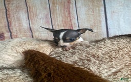 Toy Fox Terrier dogs for sale: Biggie - Image 4