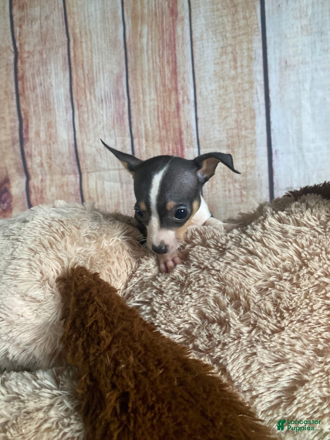 Toy Fox Terrier dogs for sale: Biggie - Image 4