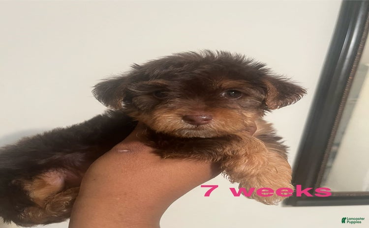 Yorkiepoo dogs for sale - Ad 3