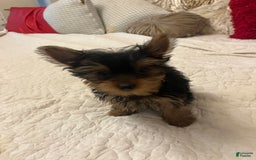 Yorkshire Terrier dogs for sale: Fiji - Image 2