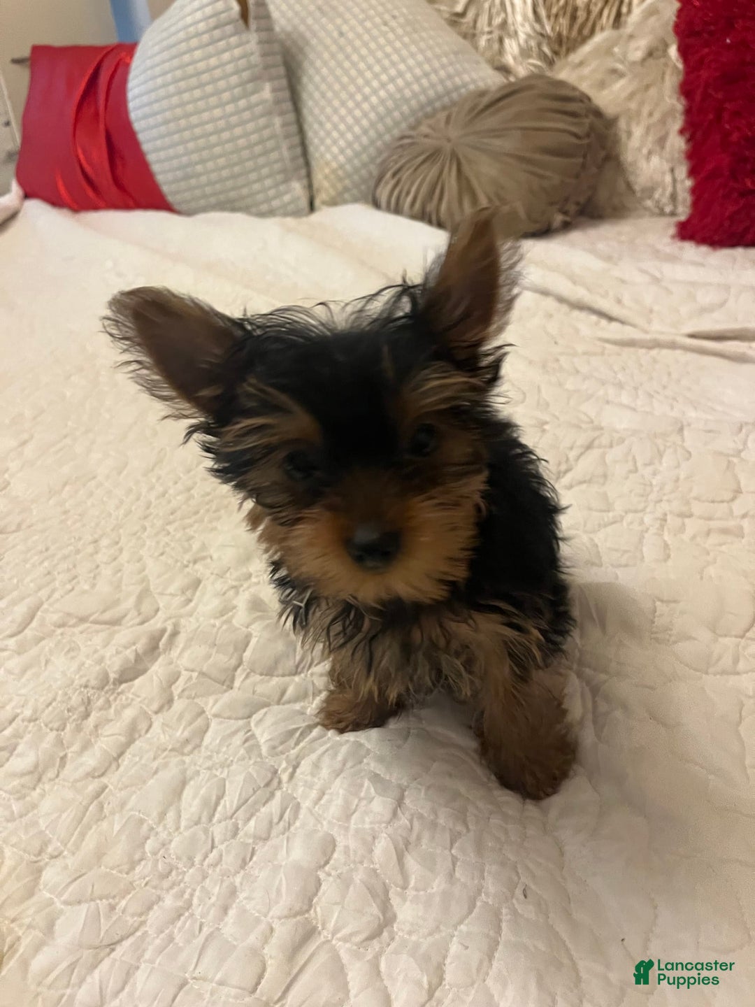 Yorkshire Terrier dogs for sale: Fiji - Image 2