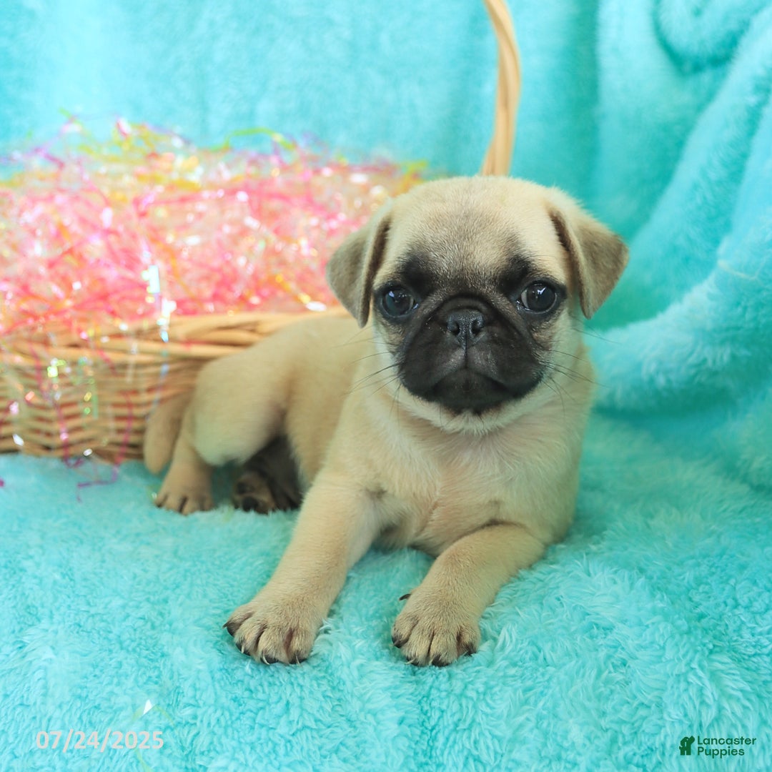 Pug dogs for sale: Percy - Image 5
