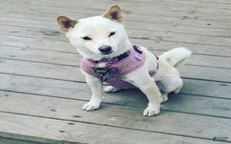 Shiba Inu dogs for sale: Foxy - Image 6