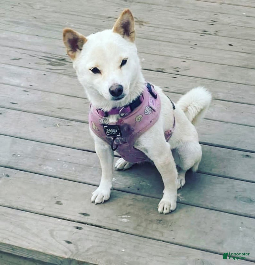Shiba Inu dogs for sale: Foxy - Image 6