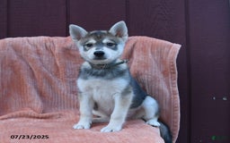 Alaskan Klee Kai dogs for sale: Timber - Image 6