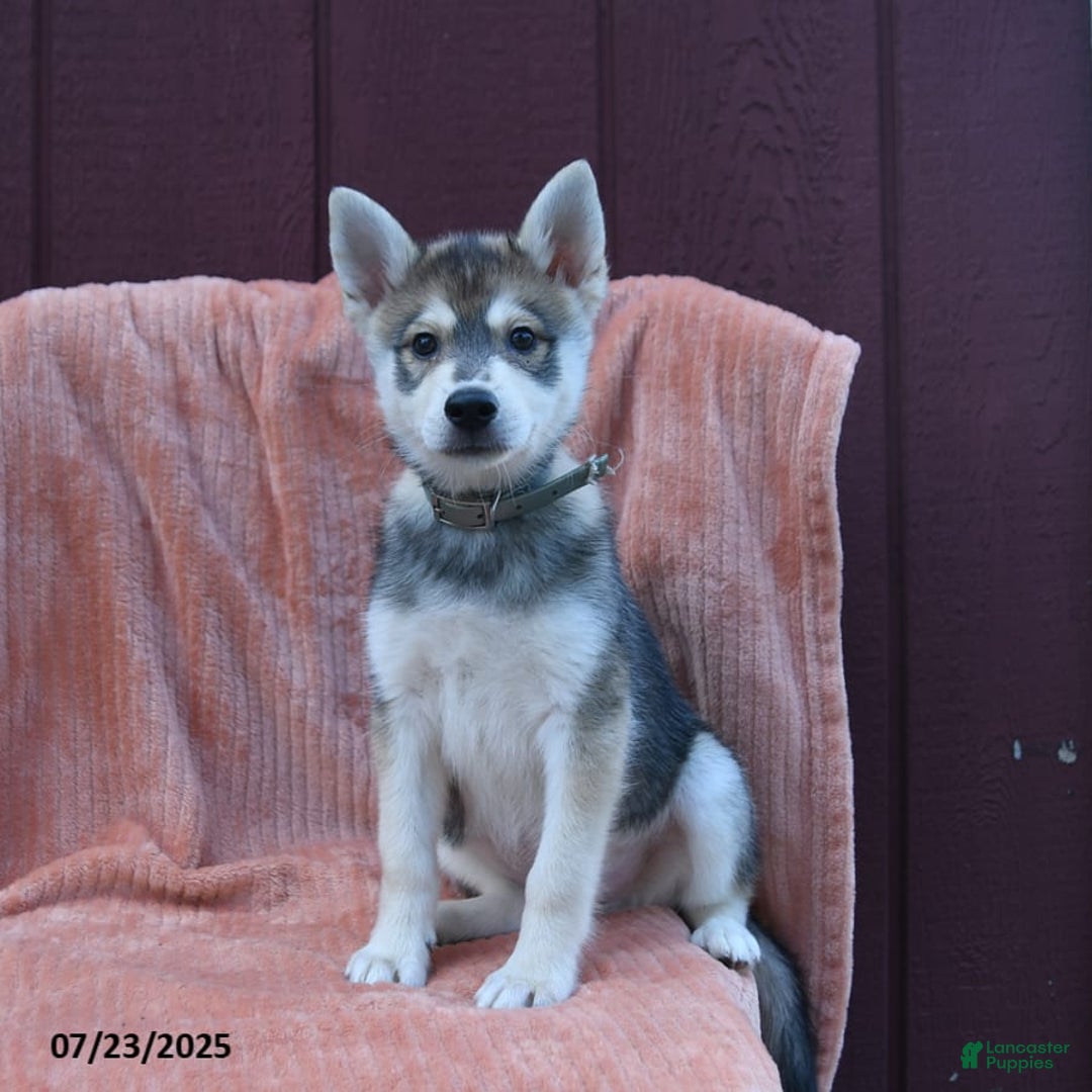 Alaskan Klee Kai dogs for sale: Timber - Image 6