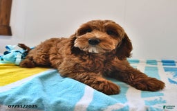 Mini Goldendoodle dogs for sale: Daisy - Image 18