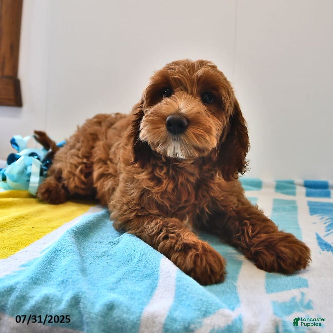 Mini Goldendoodle dogs for sale: Daisy - Image 18