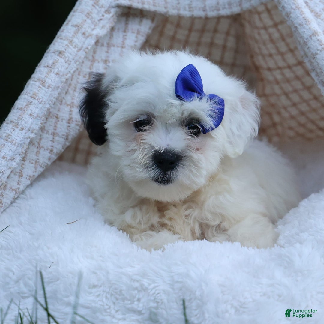 Shihpoo dogs for sale: Captain - Image 9