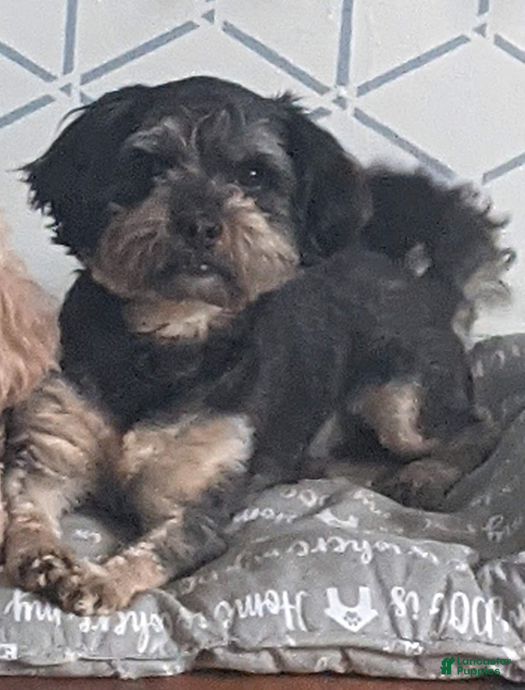 Shihpoo dogs for sale: Thing 2 - Image 3