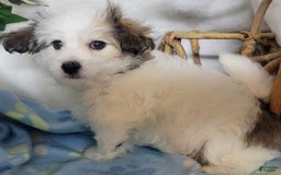 Havapoo dogs for sale: Kavi - Image 2