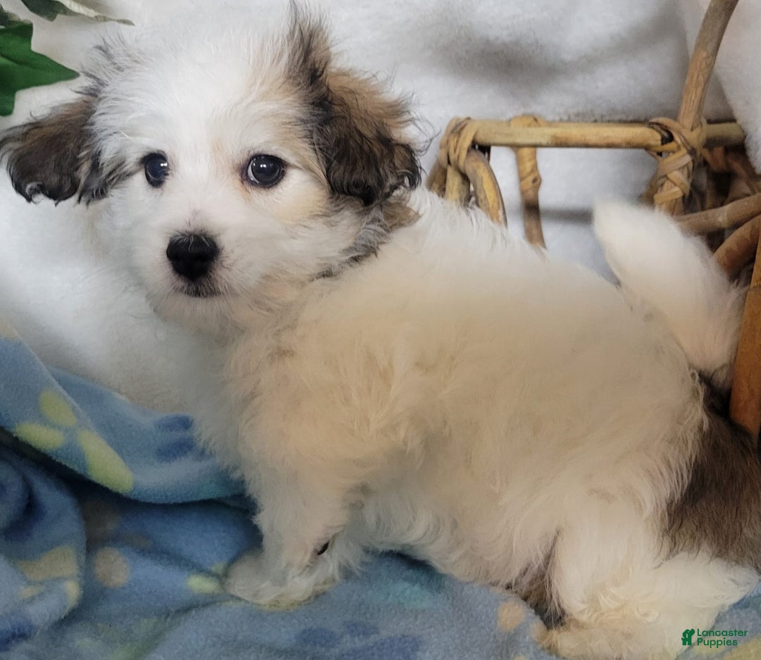 Havapoo dogs for sale: Kavi - Image 2