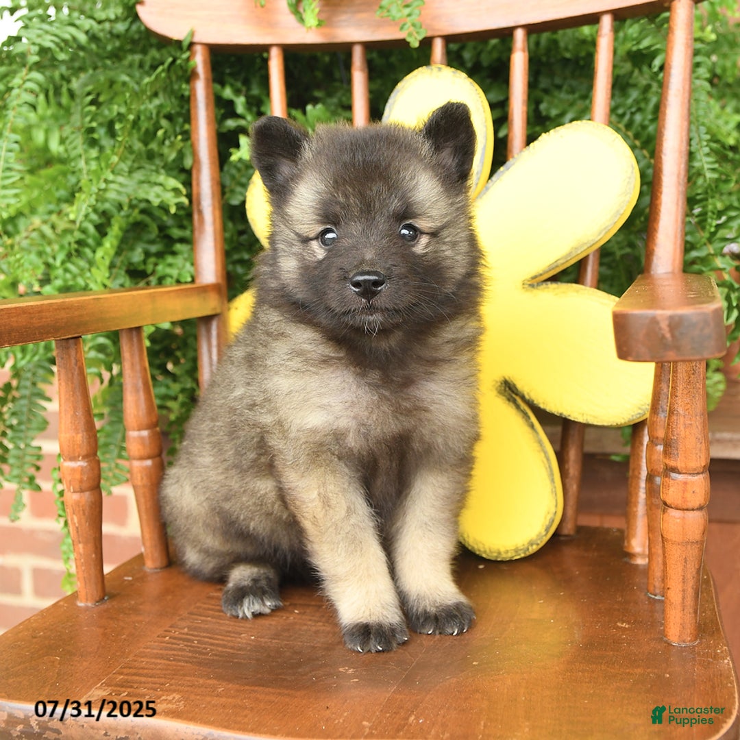 Keeshond dogs for sale: Trouper - Image 2