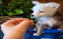 Chinese Crested dogs for sale: Bear - Image 6