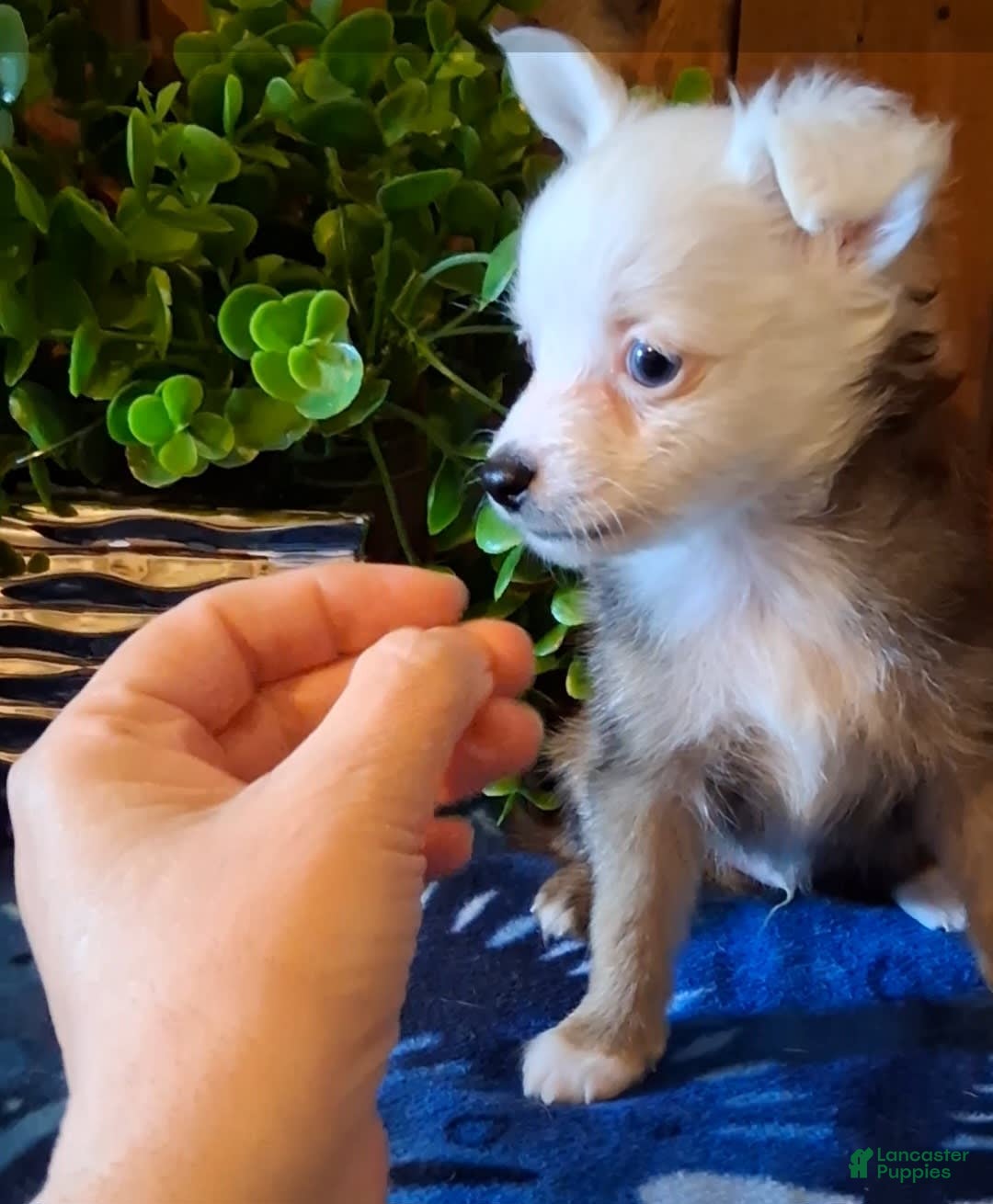 Chinese Crested dogs for sale: Bear - Image 6