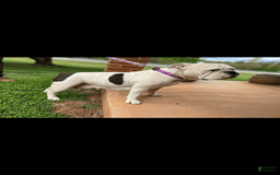 Olde English Bulldogge dogs for sale: Mien - Image 8