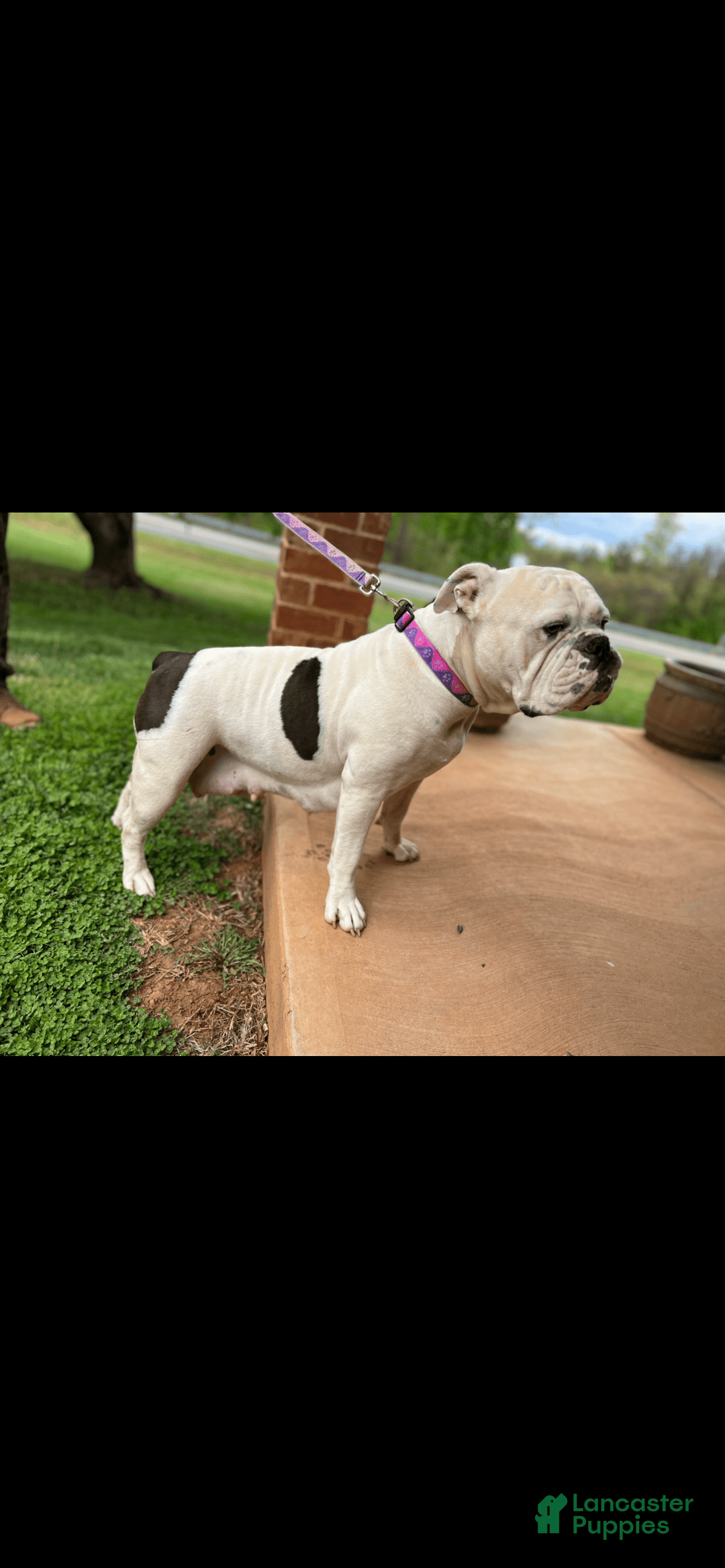 Olde English Bulldogge dogs for sale: Mien - Image 8