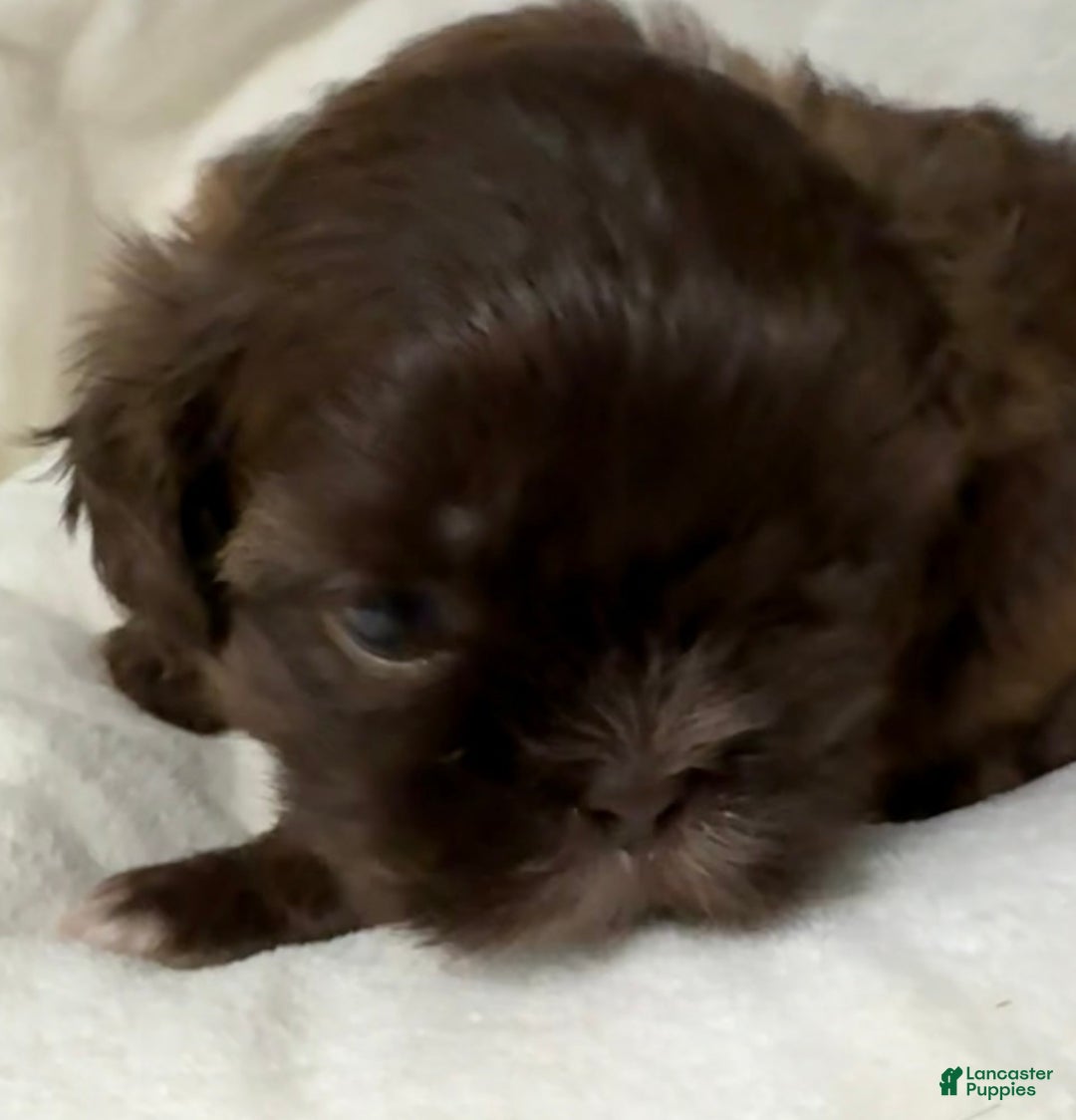Shih Tzu dogs for sale: Kaylee - Image 29