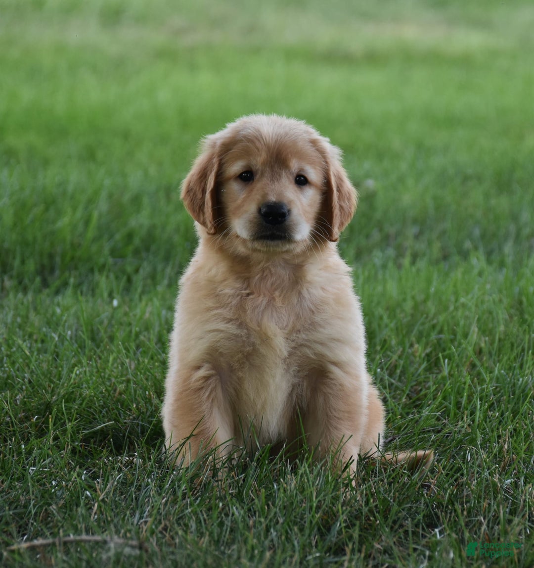 Golden Retriever dogs for sale: Golden Retriever 8 puppies - Image 13