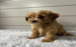 Cavapoo dogs for sale: Willow - Image 8