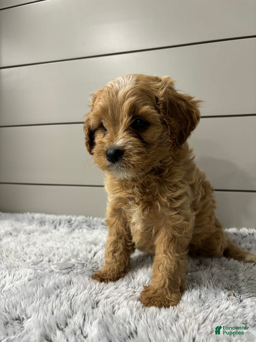 Cavapoo dogs for sale: Willow - Image 8