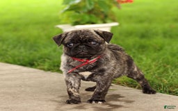 Pug dogs for sale: Freckles - Image 3