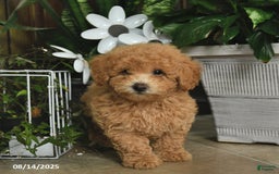 Shihpoo dogs for sale: Forrest - Image 3