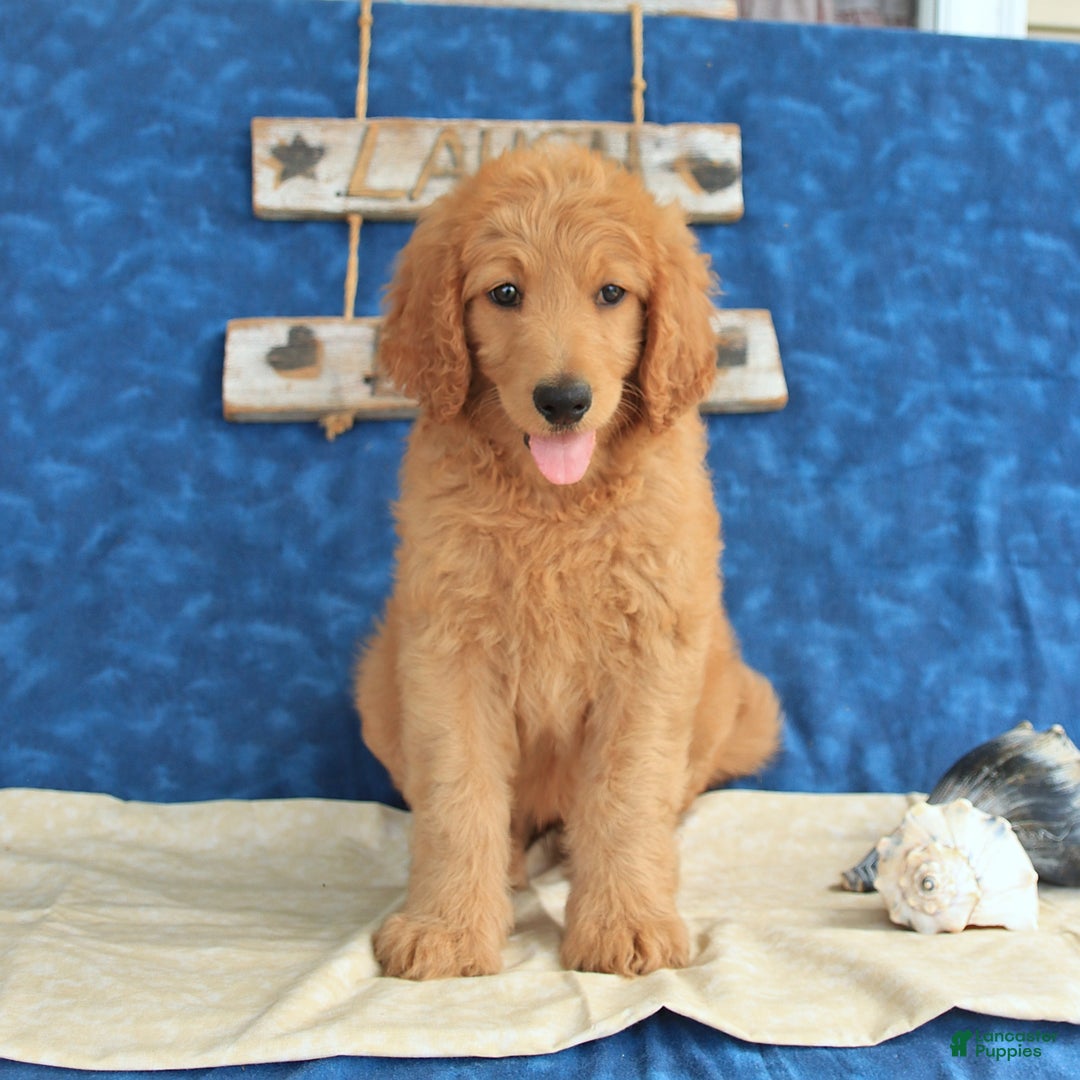 Goldendoodle dogs for sale: Lilac - Image 5