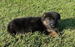 German Shepherd dogs for sale: Chanel - Image 3
