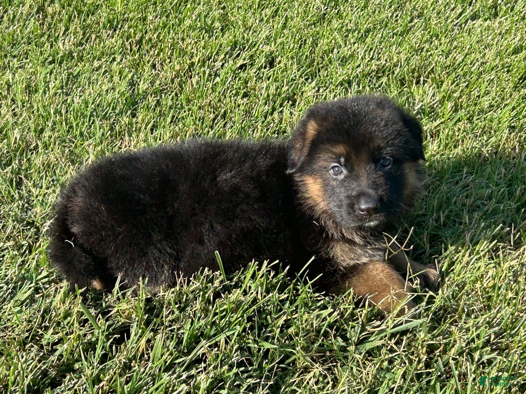 German Shepherd dogs for sale: Chanel - Image 3