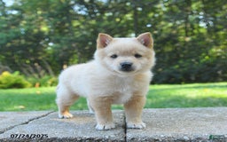 Schipperke dogs for sale: Quest - Image 3
