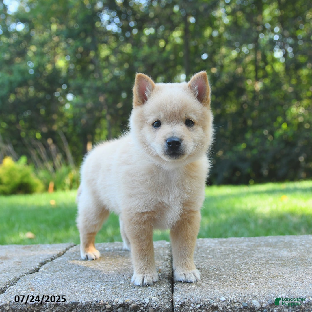 Schipperke dogs for sale: Quest - Image 3