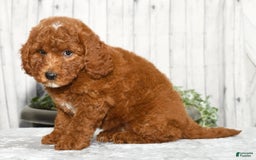 Miniature Poodle dogs for sale: Zuri - Image 8