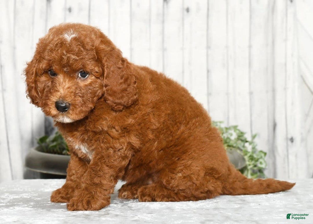 Miniature Poodle dogs for sale: Zuri - Image 8