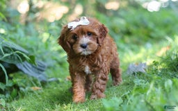 Cavapoo dogs for sale: Dolly - Image 1