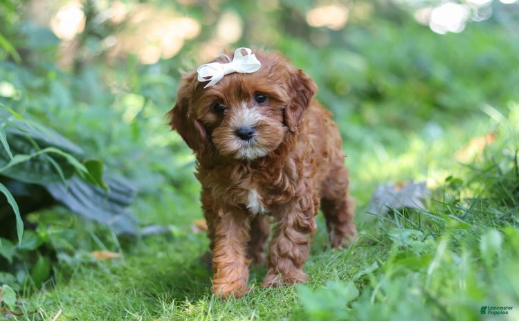 Cavapoo dogs for sale - Ad 3