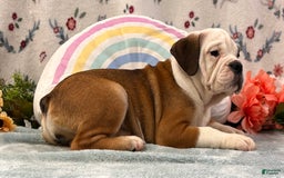 English Bulldog dogs for sale: Delight 0422 - Image 2