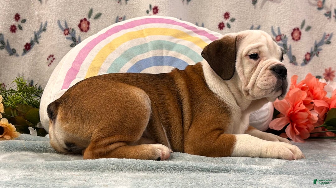 English Bulldog dogs for sale: Delight 0422 - Image 2