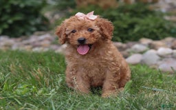 Goldendoodle dogs for sale: Holly - Image 2