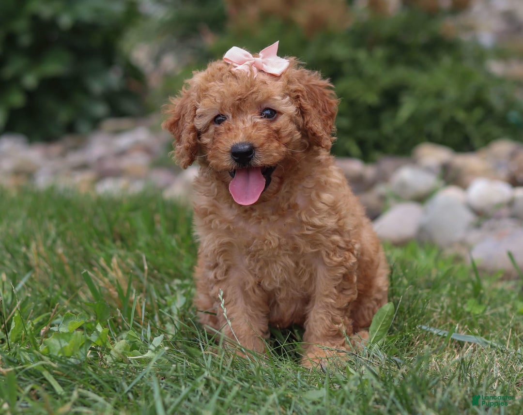 Goldendoodle dogs for sale: Holly - Image 2