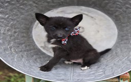 Pomsky dogs for sale: Trigger - Image 4