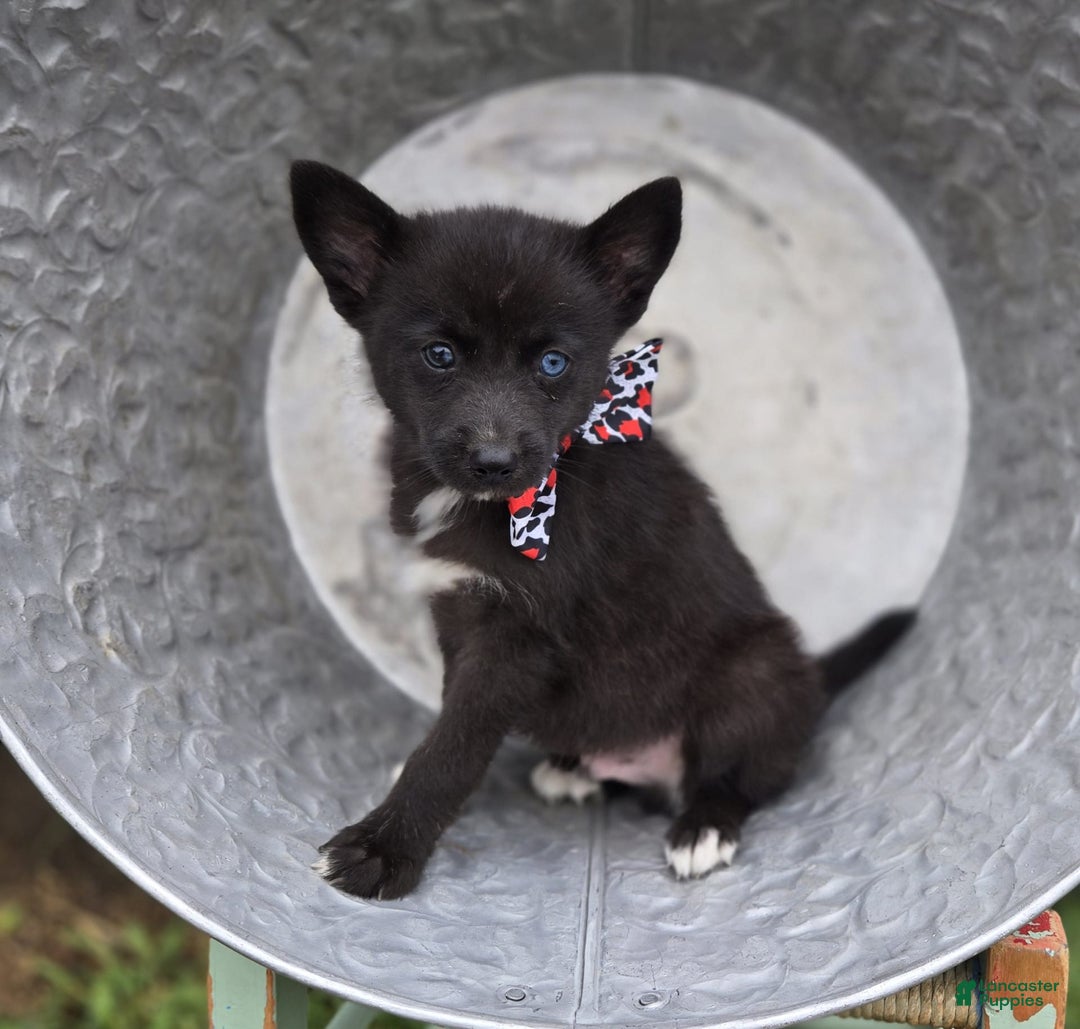 Pomsky dogs for sale: Trigger - Image 4