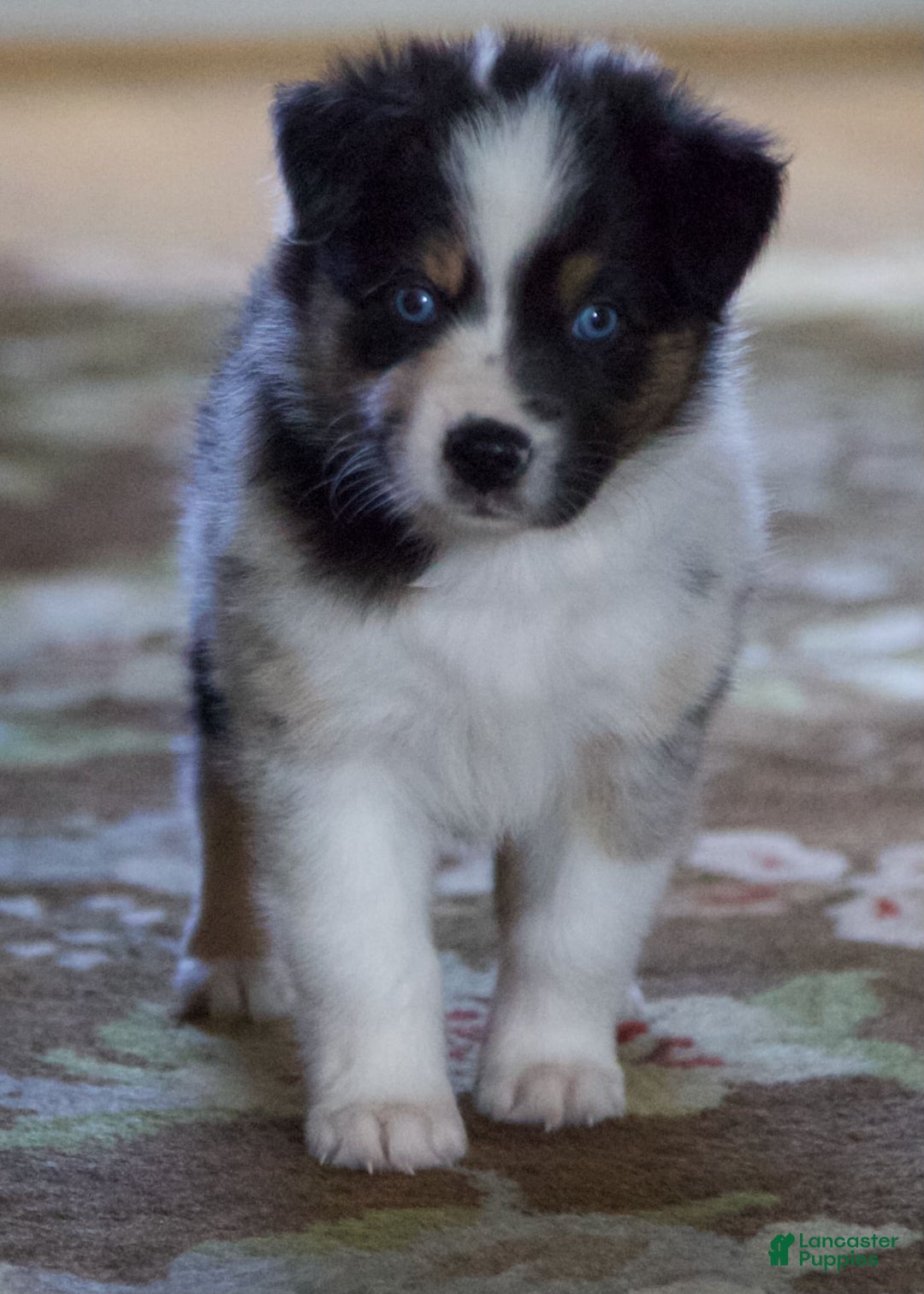 Australian Shepherd dogs for sale: Blueberry - Image 5