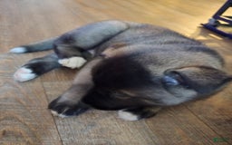 Akita dogs for sale: Puppy - Image 1