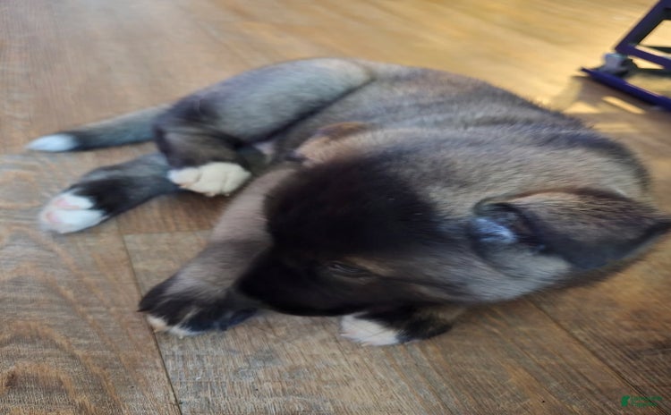 Akita dogs for sale - Ad 1