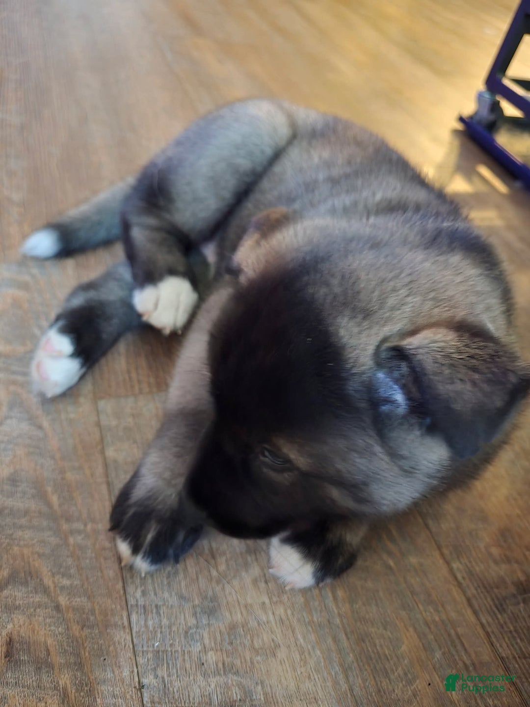 Akita dogs for sale: Puppy - Image 1
