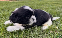 Shih Tzu dogs for sale: Oreo Aca - Image 6